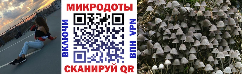 Псилоцибиновые грибы мицелий  Пионерский 